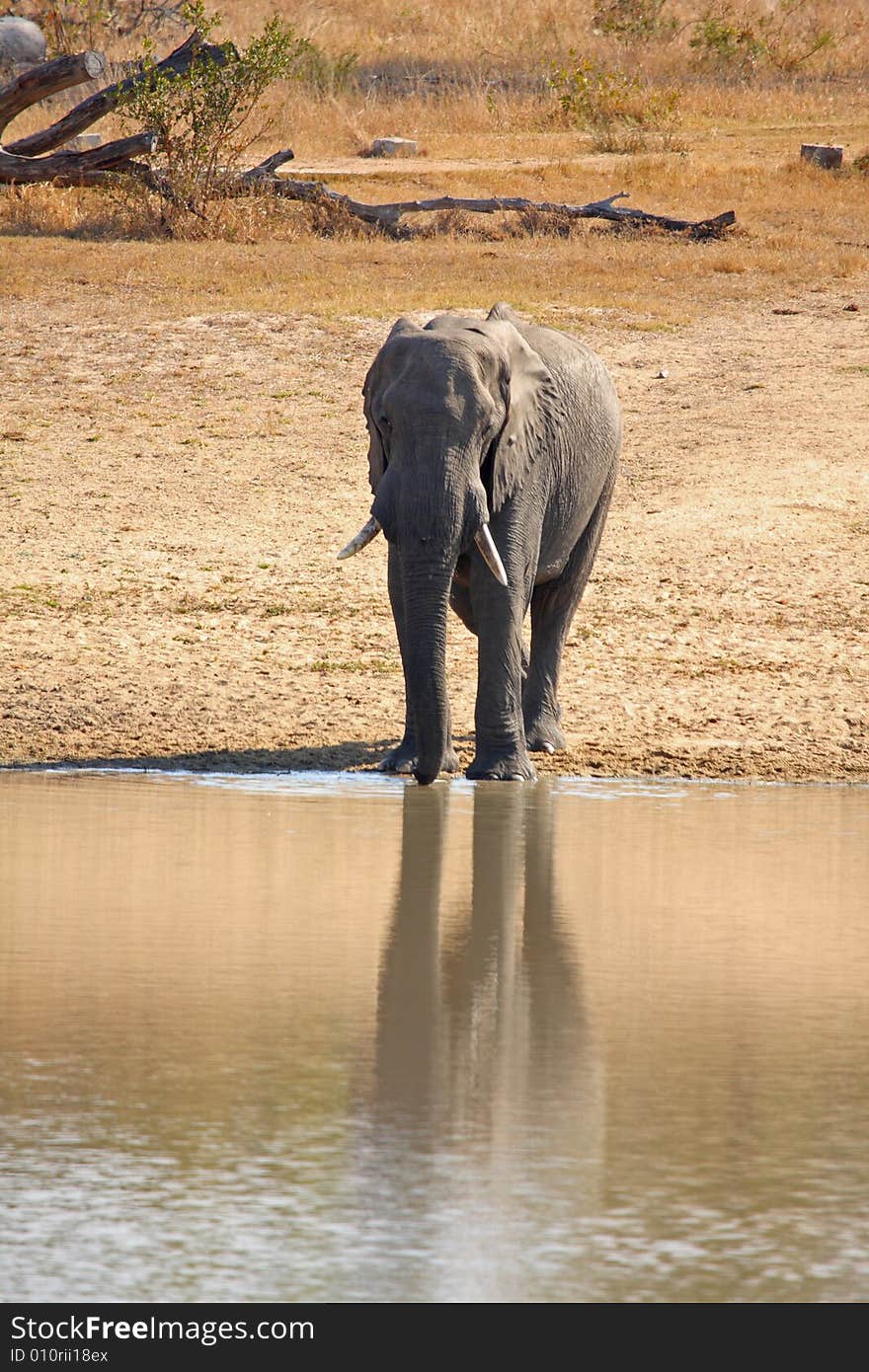 Elephant in Sabi Sands