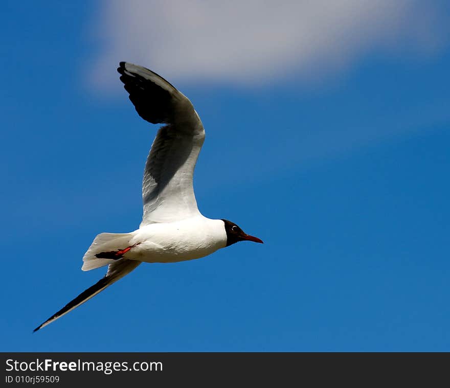 Black headed gull