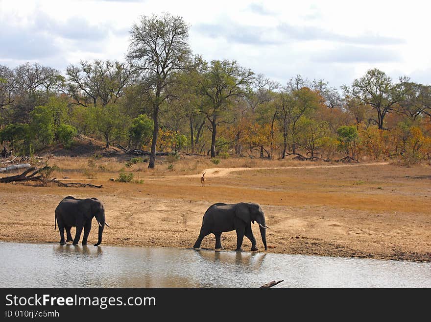 Elephant in the Sabi Sand Reserve. Elephant in the Sabi Sand Reserve