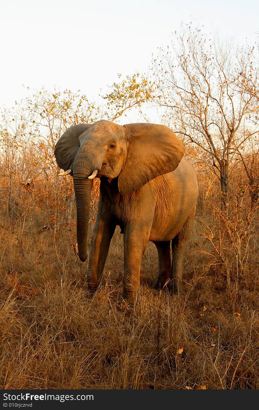 Elephant in Sabi Sands