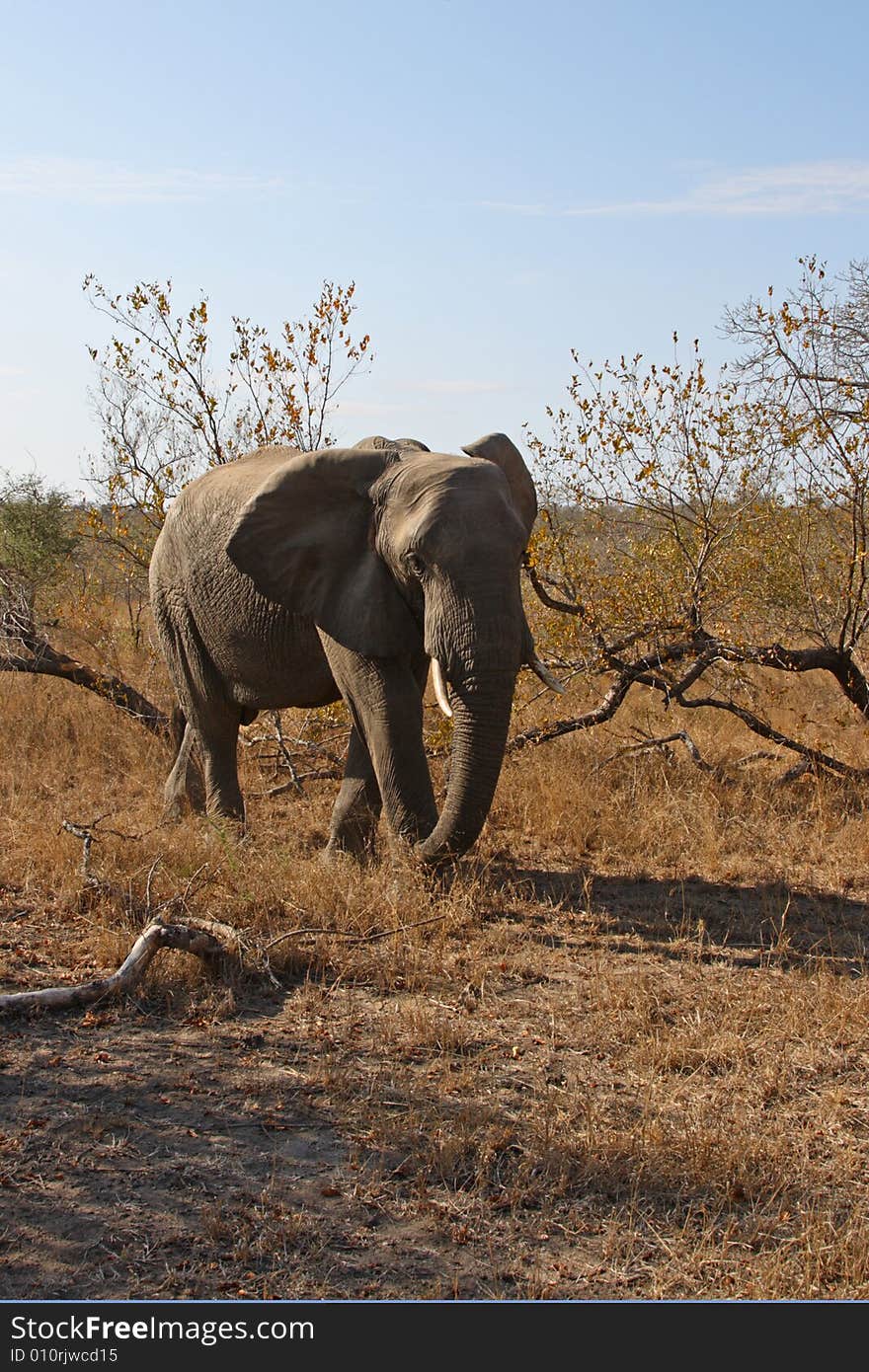 Elephant in Sabi Sands