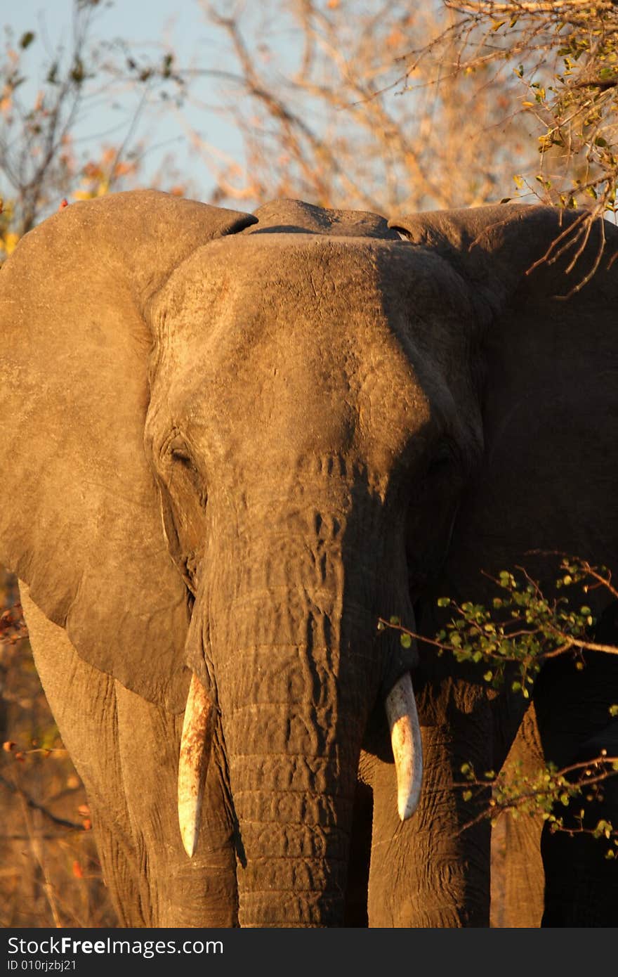 Elephant in the Sabi Sand Reserve. Elephant in the Sabi Sand Reserve