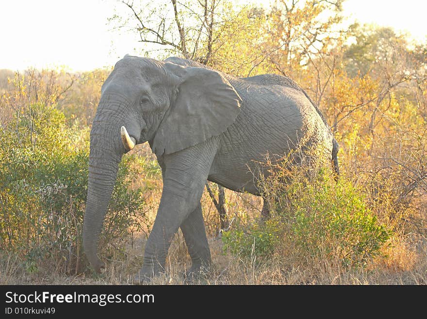 Elephant In Sabi Sands