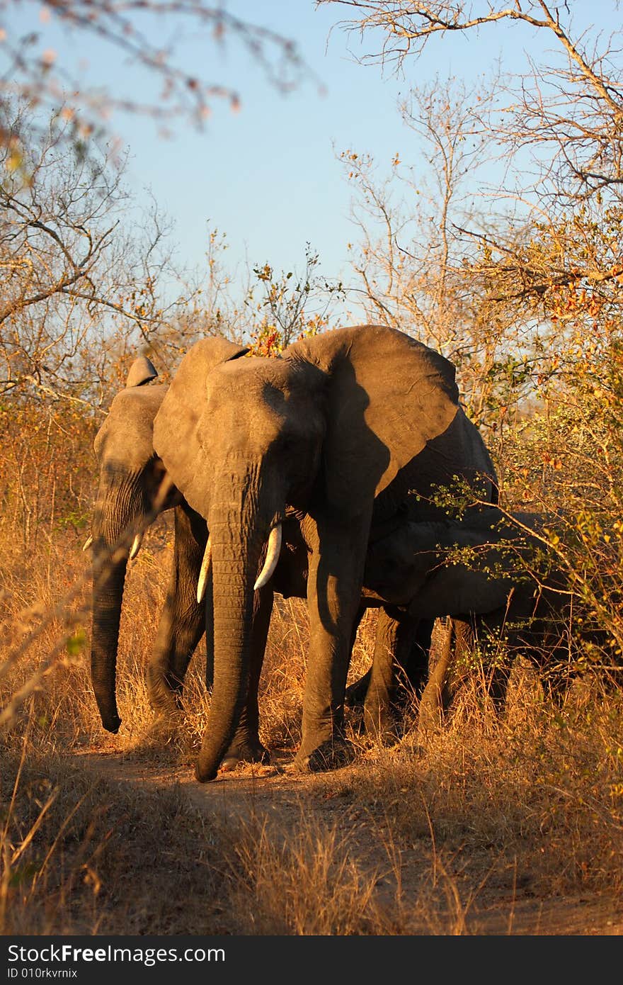 Elephant in Sabi Sands