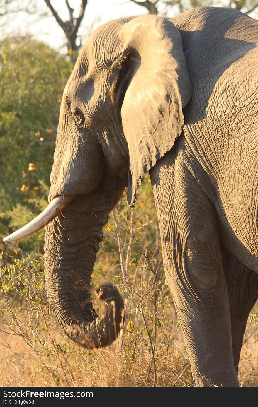 Elephant in Sabi Sands