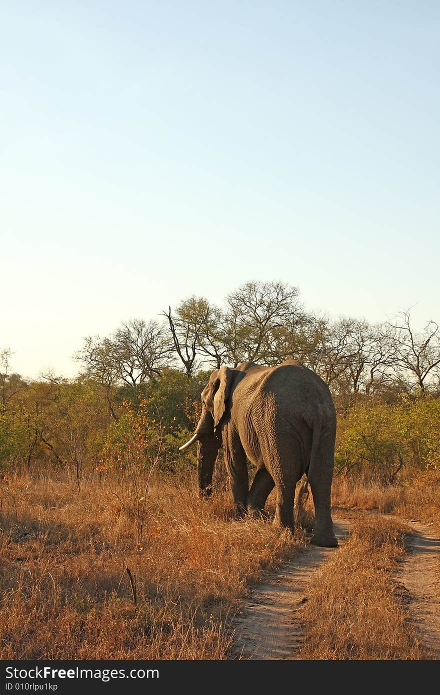 Elephant in the Sabi Sand Reserve. Elephant in the Sabi Sand Reserve