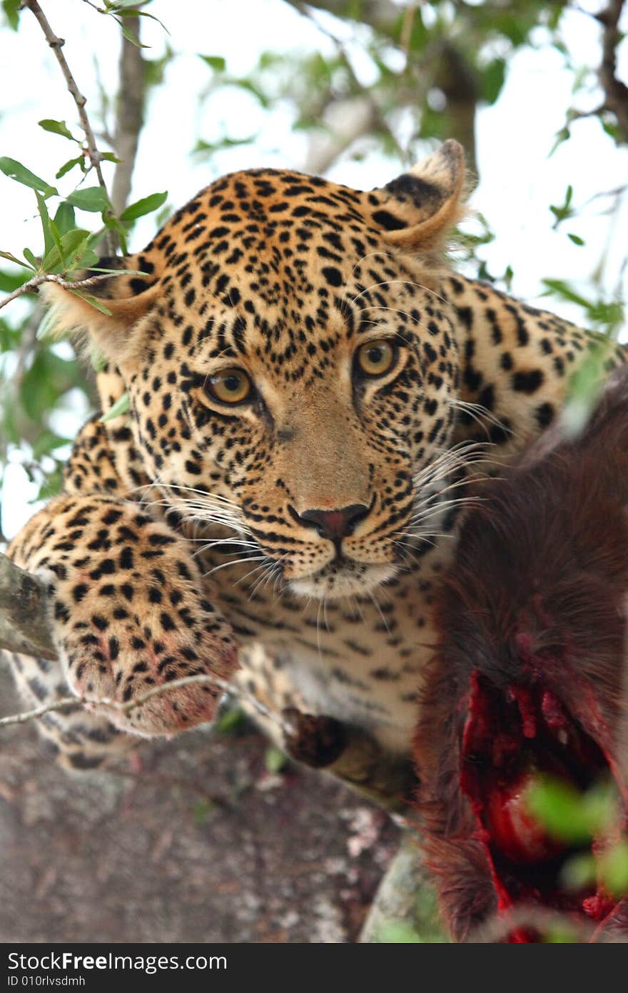 Leopard in a tree with kill in Sabi Sands Reserve