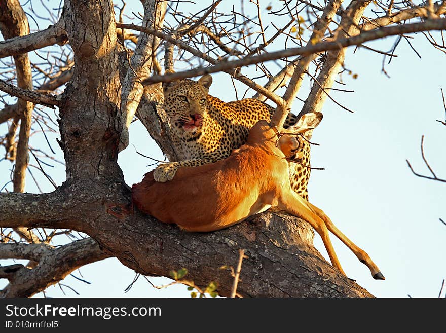 Leopard in a tree with kill in Sabi Sands Reserve