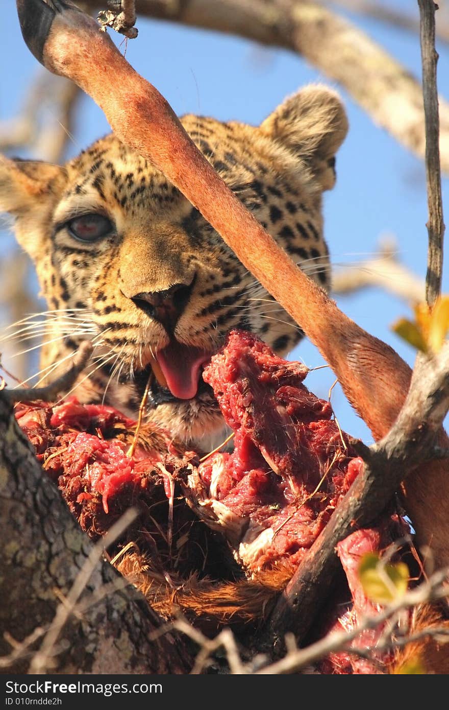 Leopard in a tree with kill in Sabi Sands Reserve