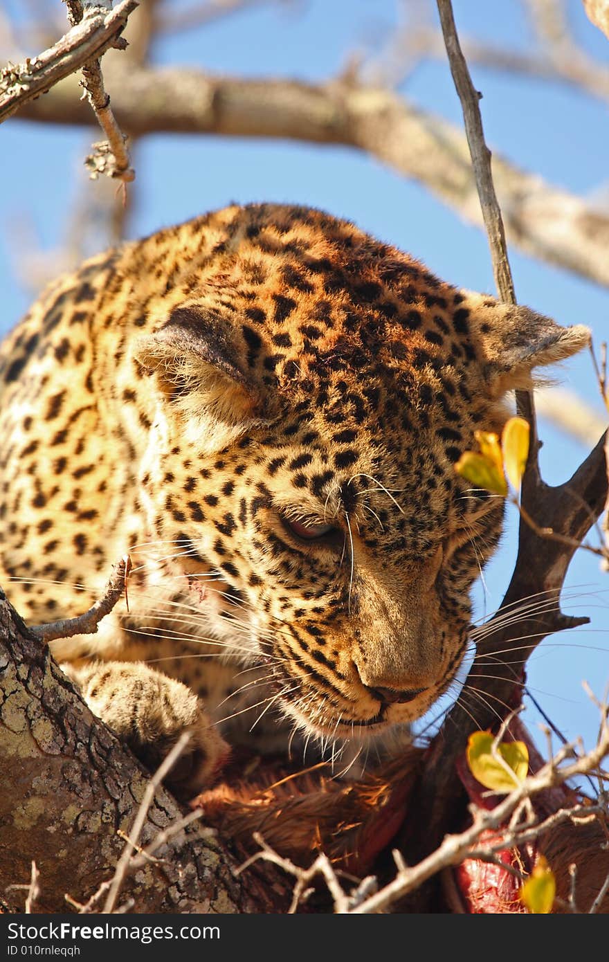 Leopard in a tree with kill in Sabi Sands Reserve