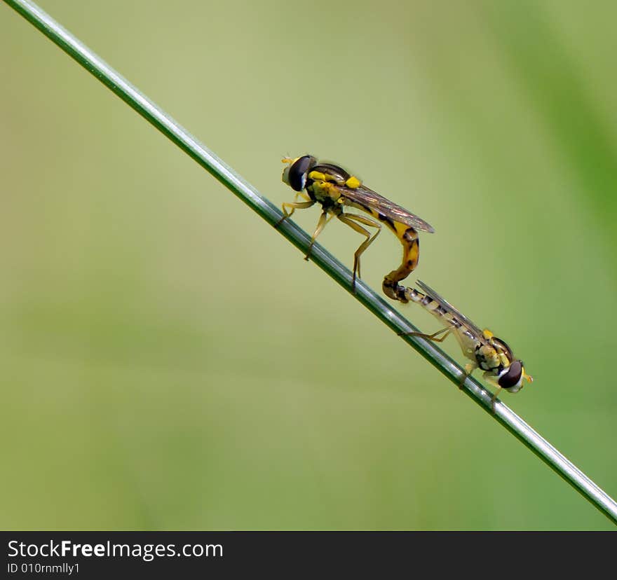 Insects mating