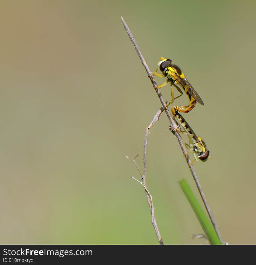 Two insects engaged in love on a straw. Two insects engaged in love on a straw