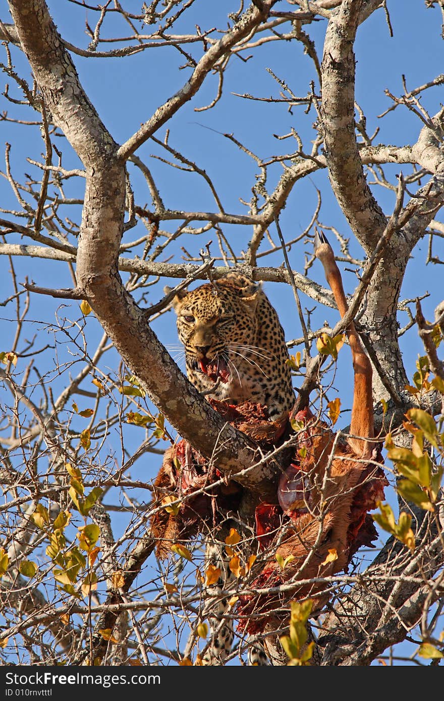 Leopard in a tree with kill in Sabi Sands Reserve