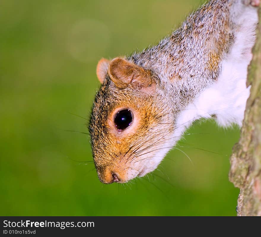 The portrait of squirrel sticking to to the bark of tree downward by a head. The portrait of squirrel sticking to to the bark of tree downward by a head