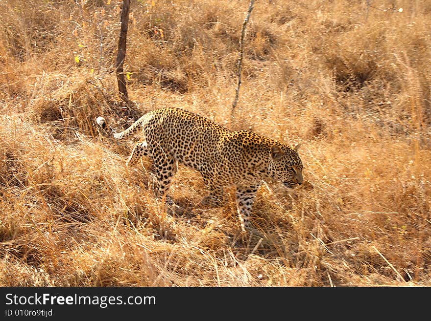 Leopard in the Sabi Sands