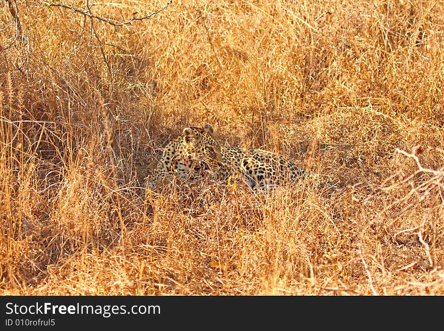 Leopard in the Sabi Sands