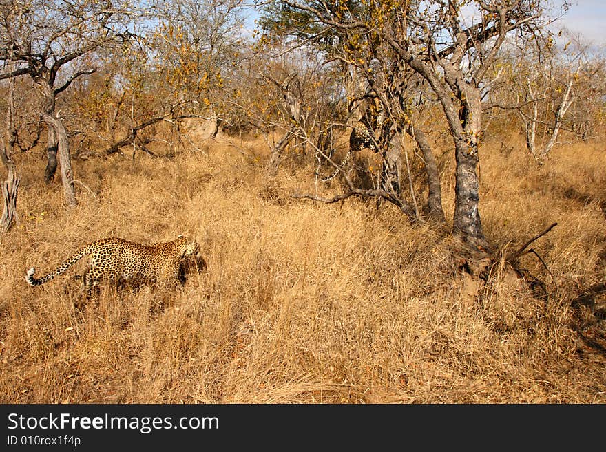 Leopard in the Sabi Sands