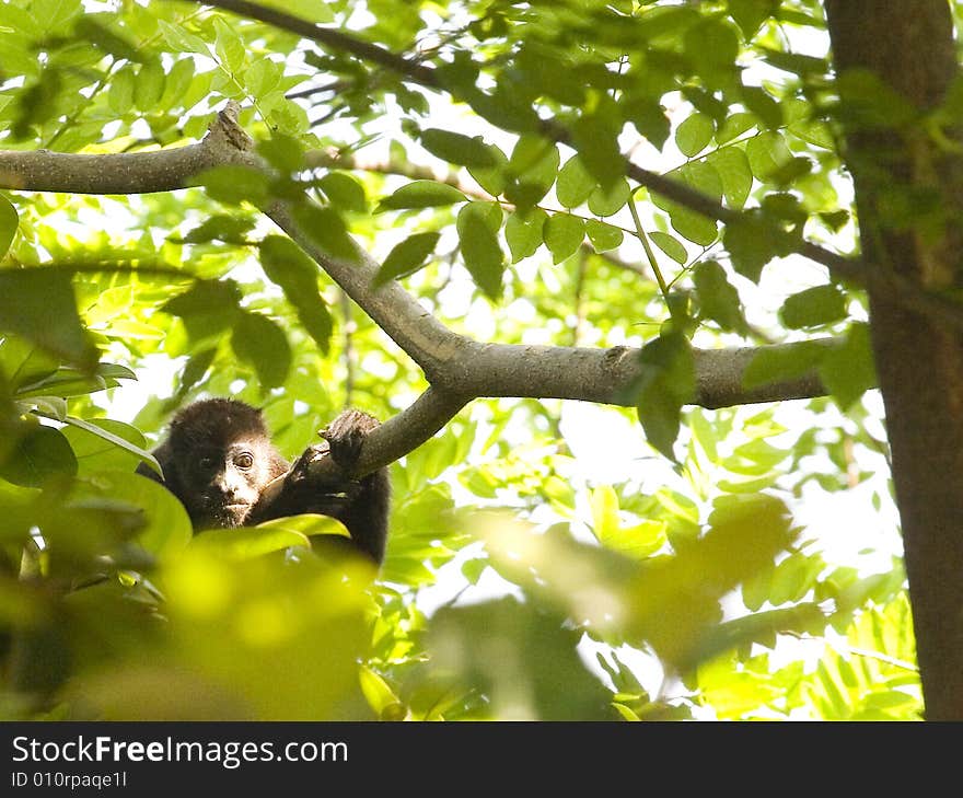 A howler monkey in Costa Rica looking at fresh leaves. A howler monkey in Costa Rica looking at fresh leaves