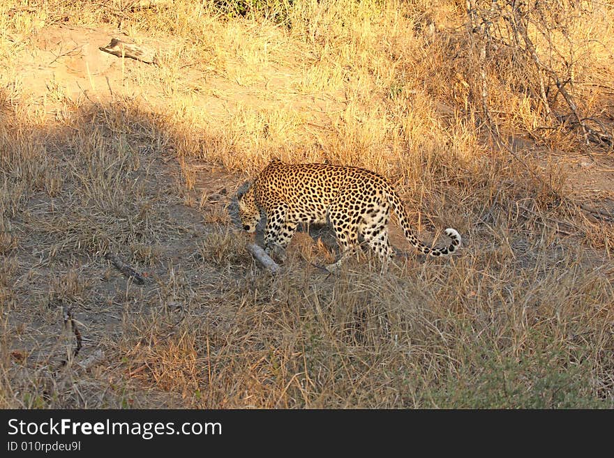 Leopard in the Sabi Sands