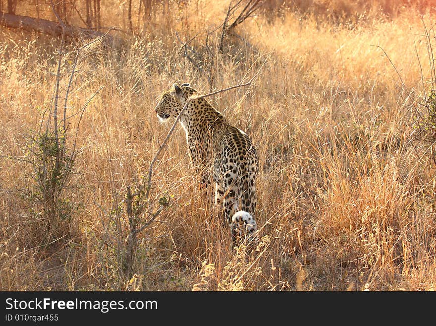 Leopard In The Sabi Sands