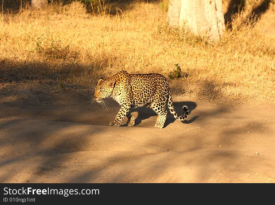 Leopard In The Sabi Sands