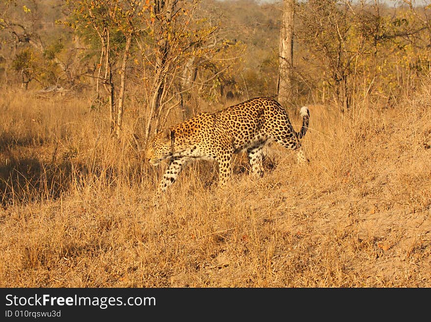 Leopard in the Sabi Sands Reserve