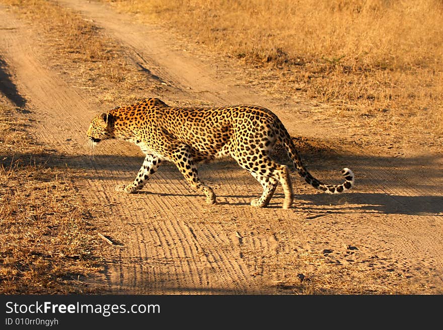 Leopard in the Sabi Sands Reserve