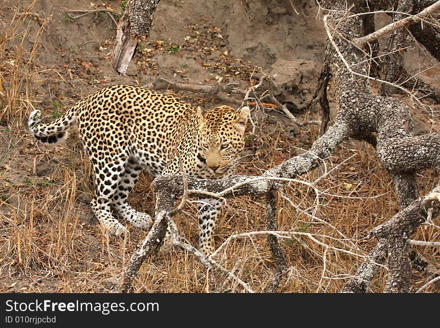 Leopard in the Sabi Sands