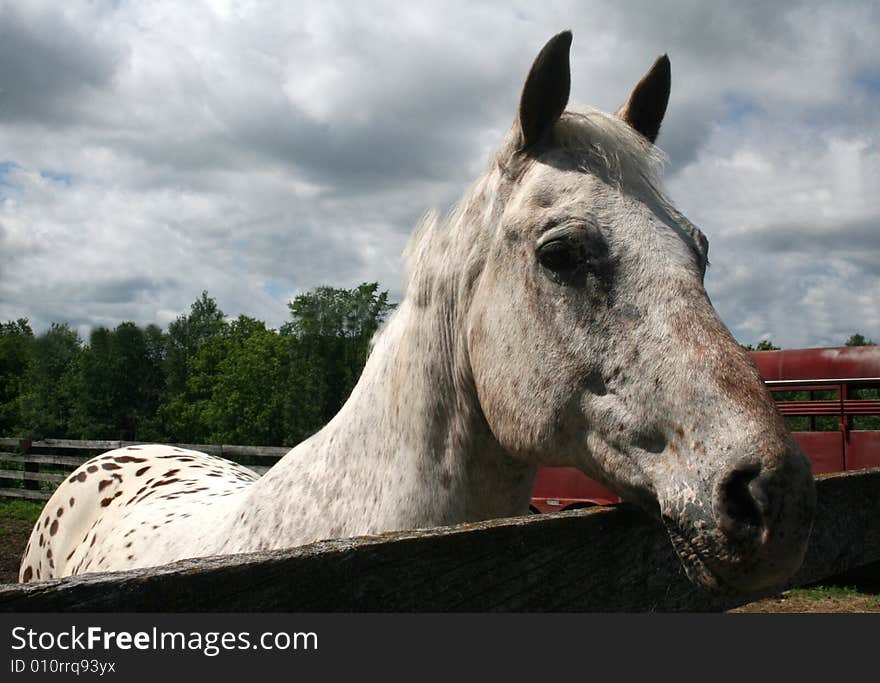 Speckled white palomino looking over a fence with a cloudy sky