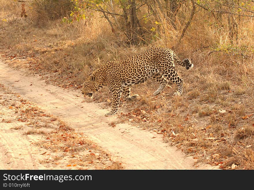 Leopard in the Sabi Sands