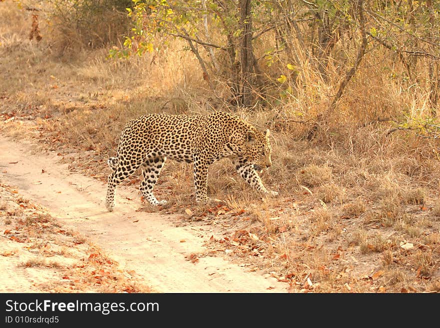 Leopard in the Sabi Sands Reserve