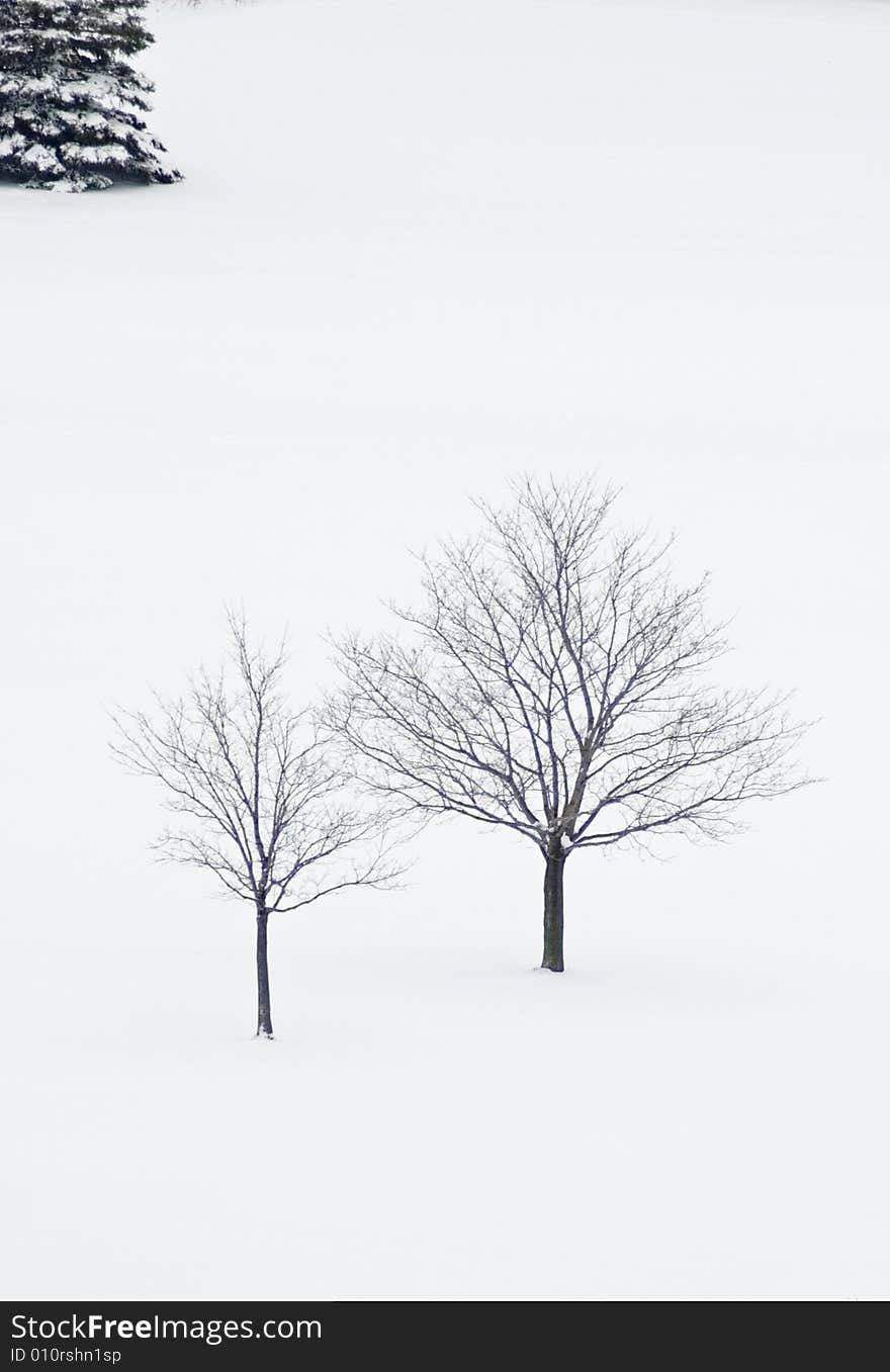 Two maple trees