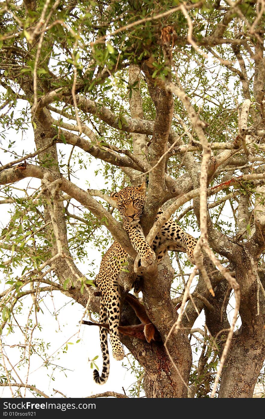 Leopard in a tree with kill in Sabi Sands Reserve