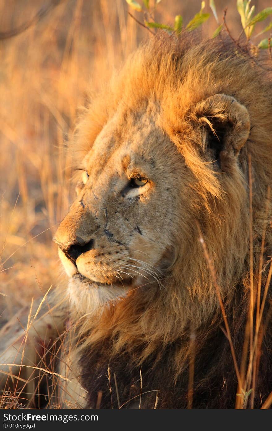 Lion in Sabi Sands