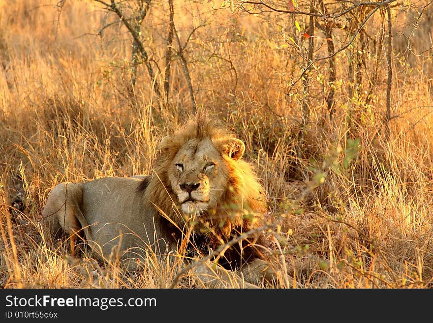 Lion in Sabi Sands