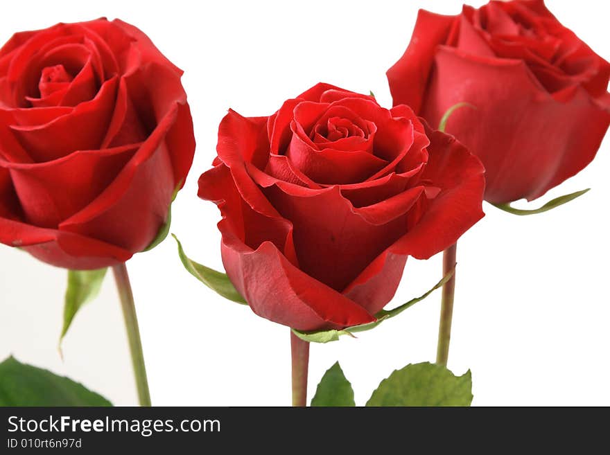 Three flowers of a rose on a white background close up. Three flowers of a rose on a white background close up.