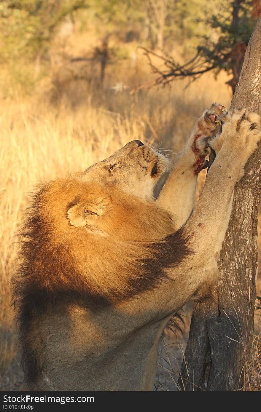 Lion in Sabi Sands Reserve, South Africa