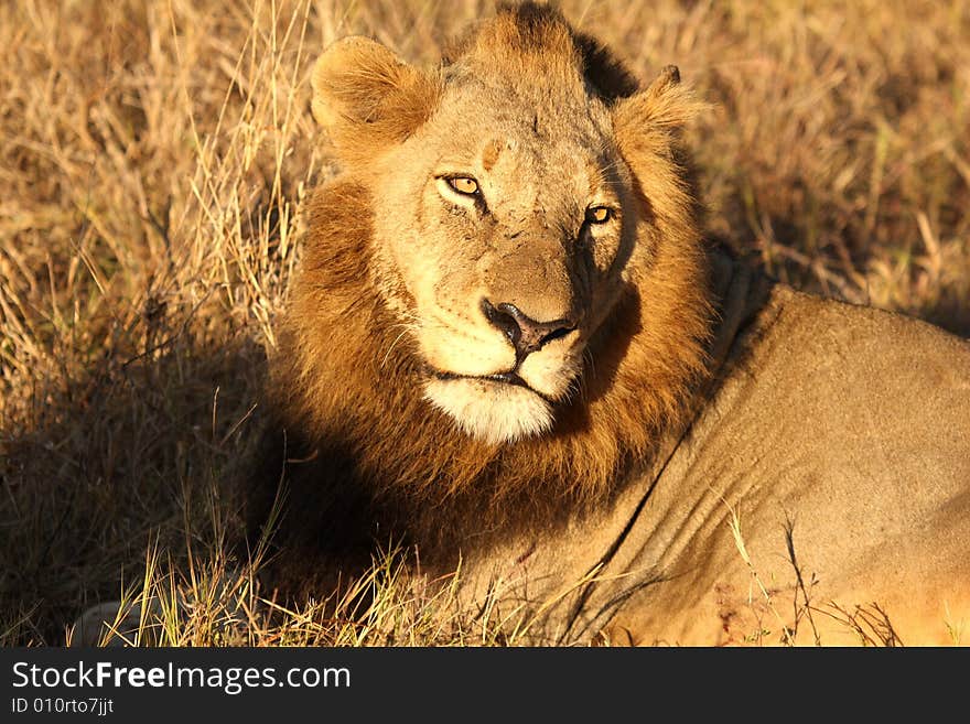 Lion in Sabi Sands Reserve, South Africa