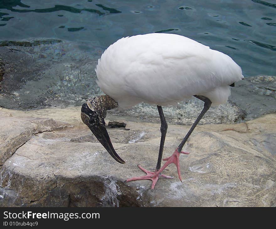 Preening