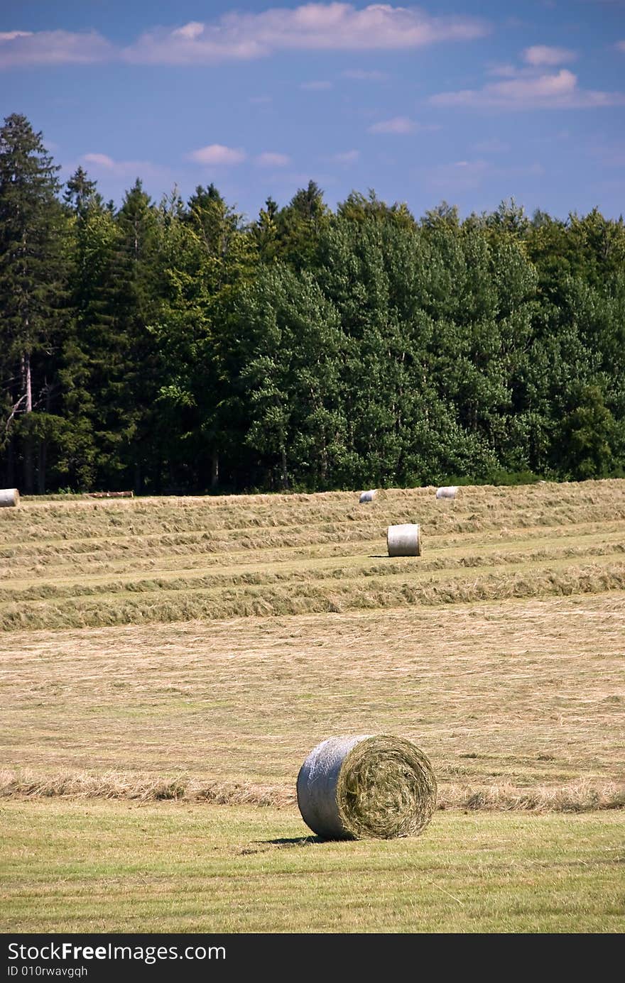 Wheat field in the summer in the swiss alps,