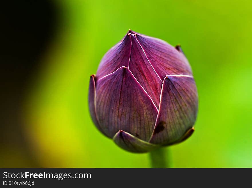 The lotus flowers in the morning after rain. The lotus flowers in the morning after rain