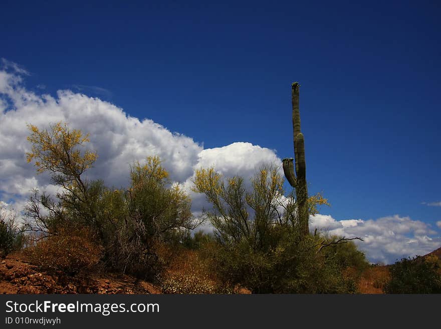 Desert Spring