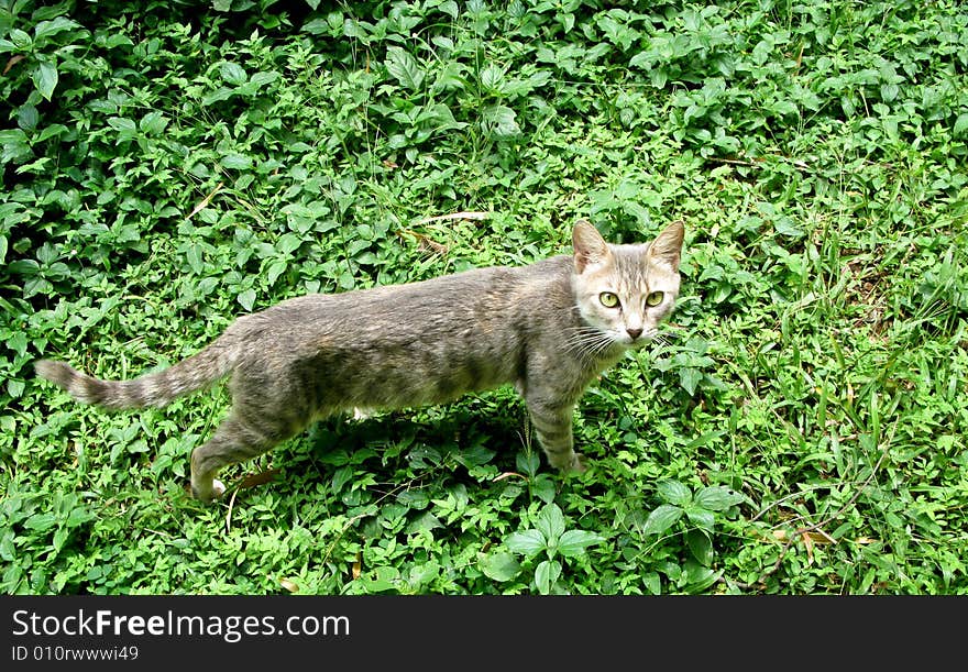 Wild feline staring at camera in shrubbery or undergrowth. Wild feline staring at camera in shrubbery or undergrowth