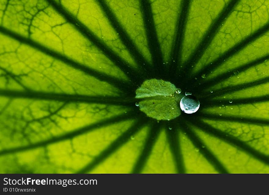 The leaves of the lotus after rain. The leaves of the lotus after rain