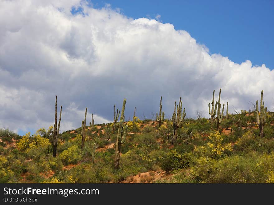 Desert Spring