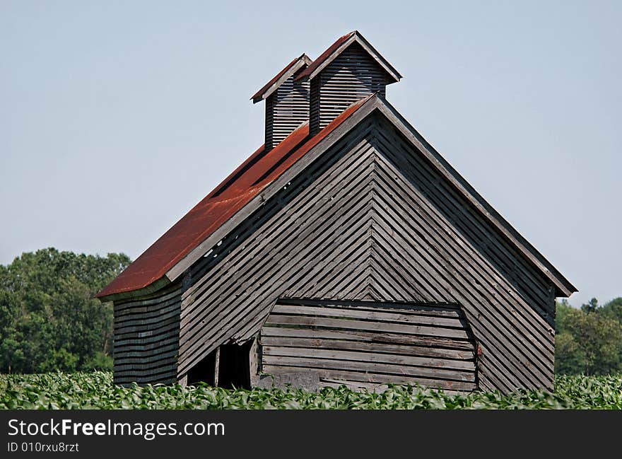 Old weathered corn crib in a cornfield.