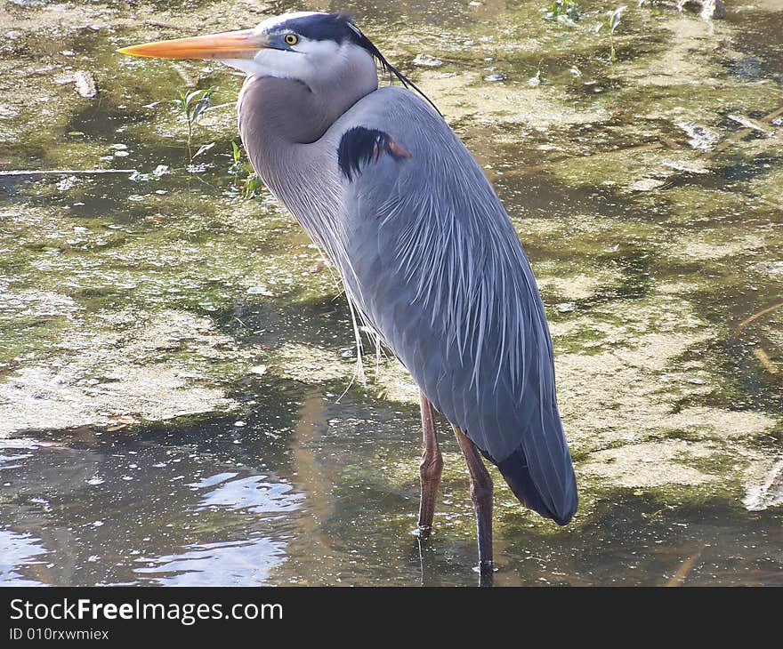 Blue Heron