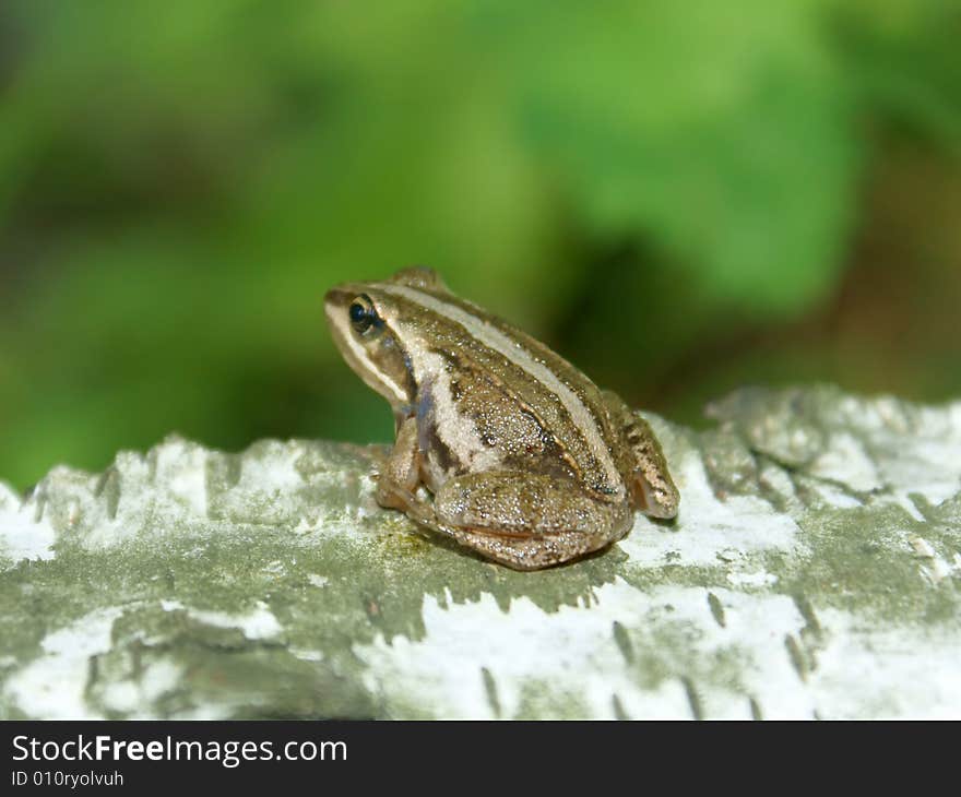 The forest frog