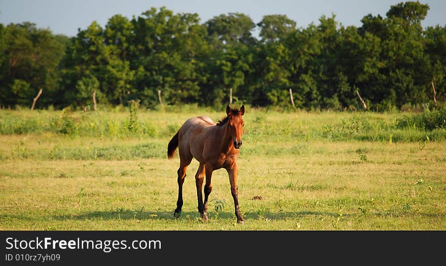 Foal shakily standing in a field