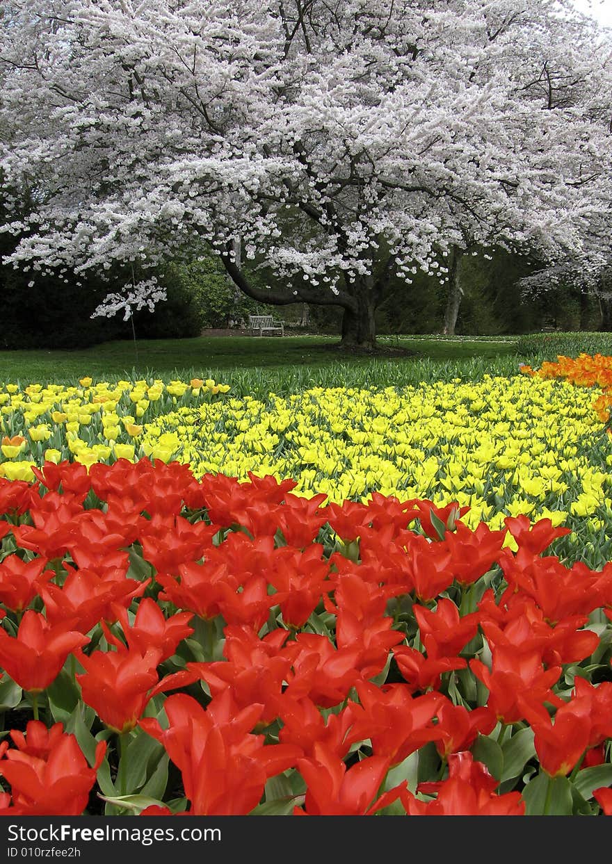 Red, yellow and white flowers in a beautiful garden. Red, yellow and white flowers in a beautiful garden